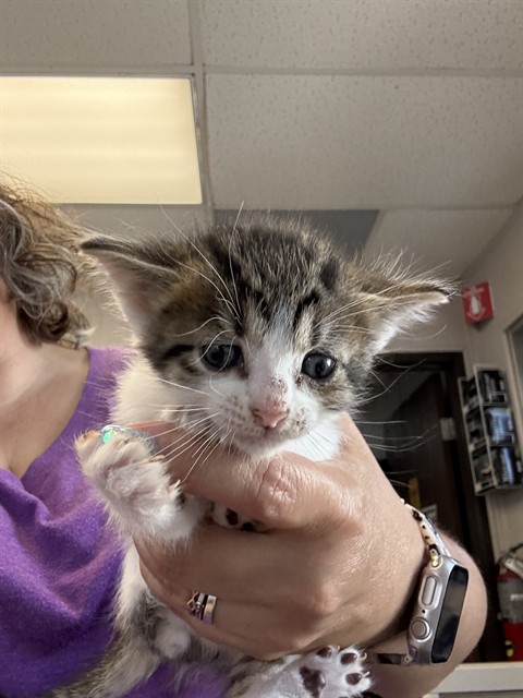 Adoptable Cat
