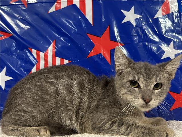 Adoptable Cat