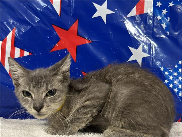 Adoptable Cat