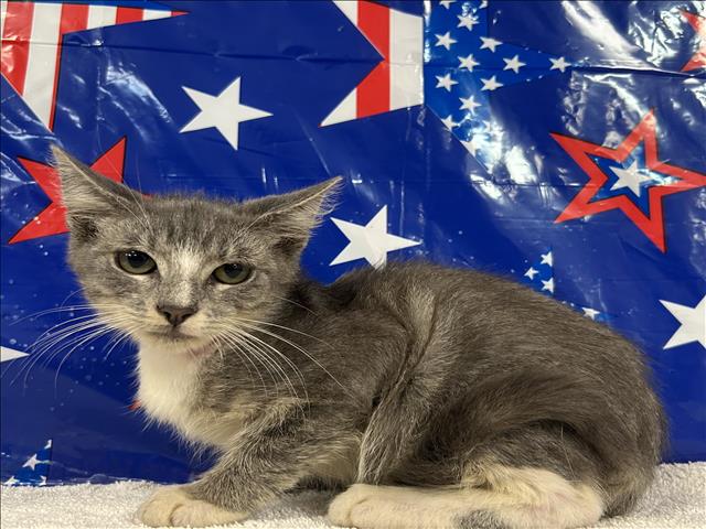 Adoptable Cat