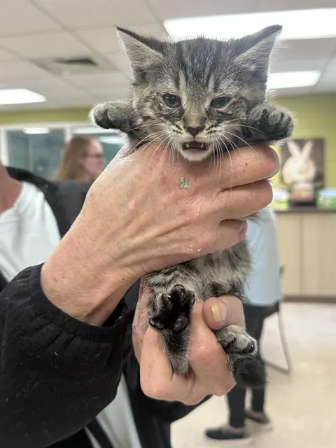 Meredith