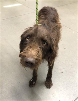 Adoptable Dog