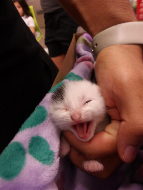 Adoptable Cat