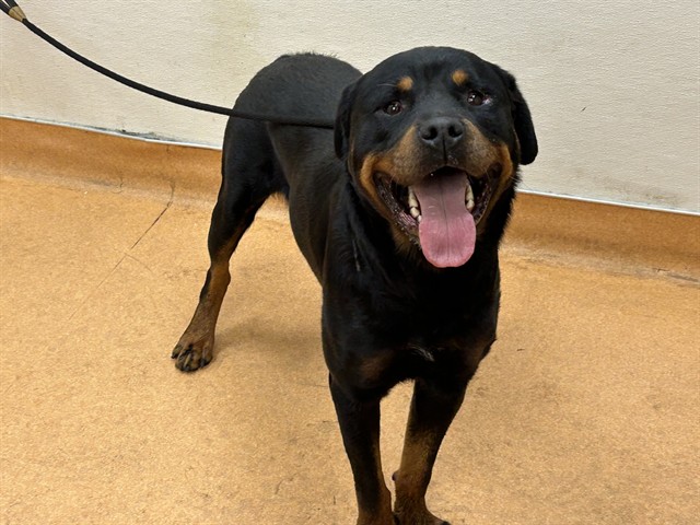 Adoptable Dog