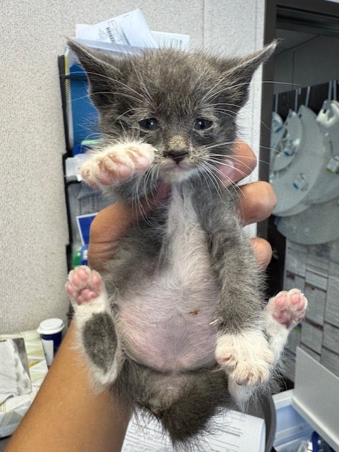 Adoptable Cat