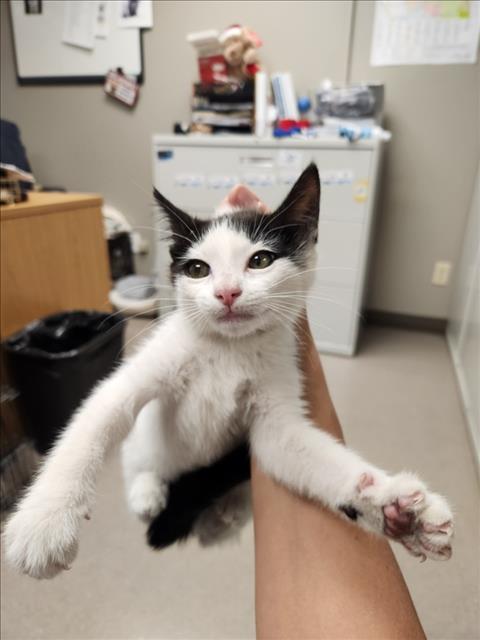 Adoptable Cat