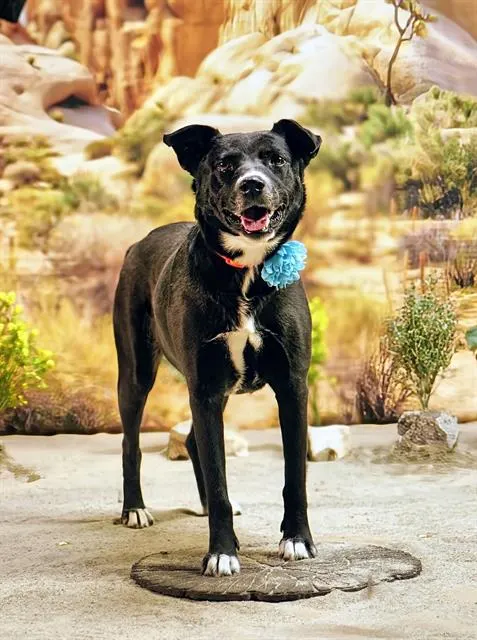 Adoptable Dog