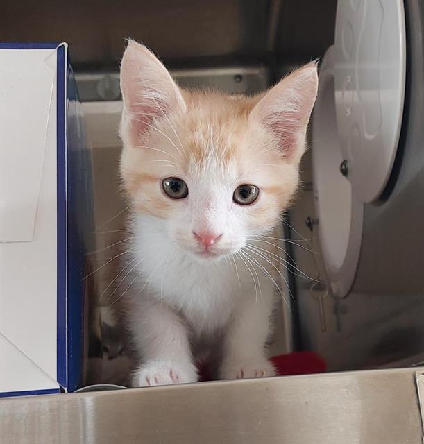 Adoptable Cat