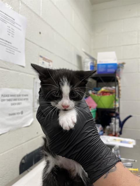 Adoptable Cat