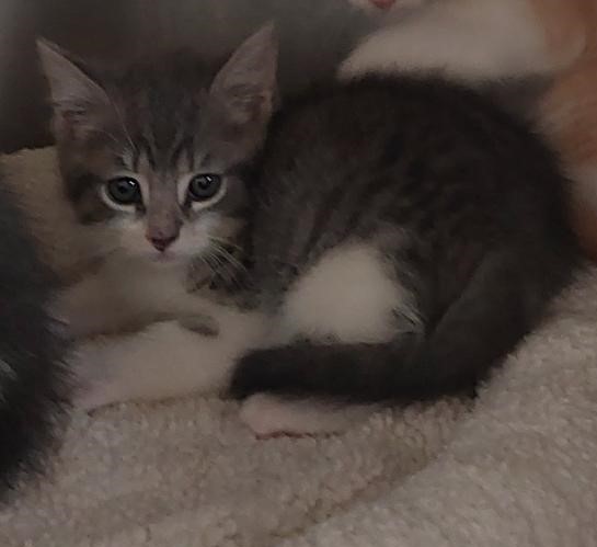 Adoptable Cat