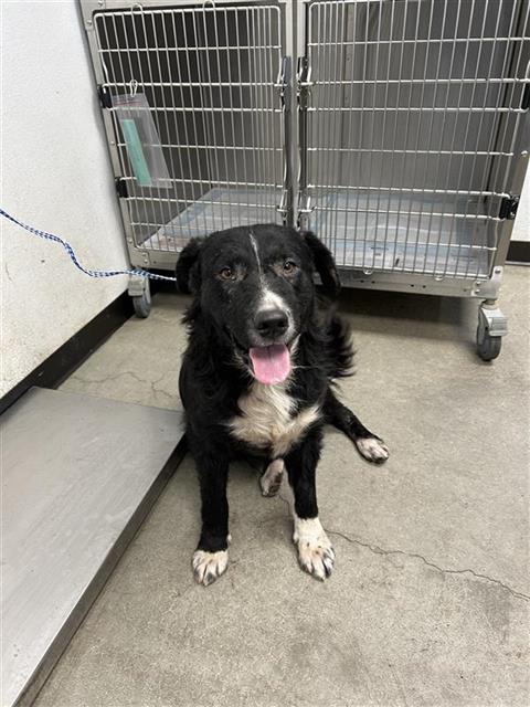 Adoptable Dog