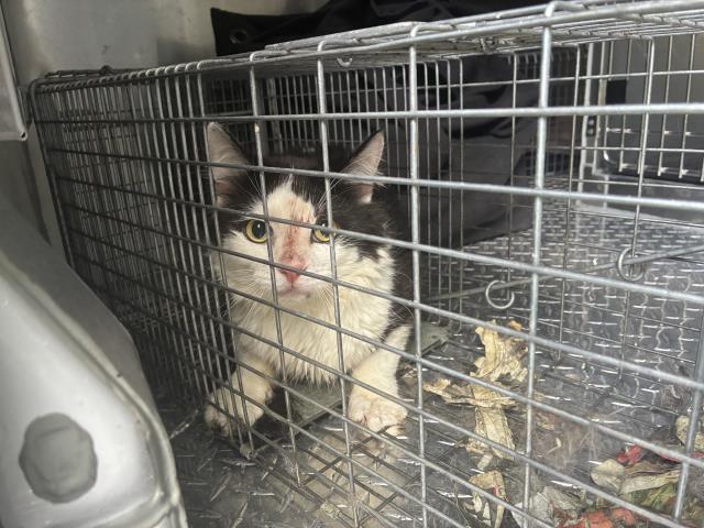 Adoptable Cat
