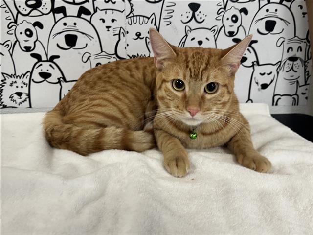 Ginger