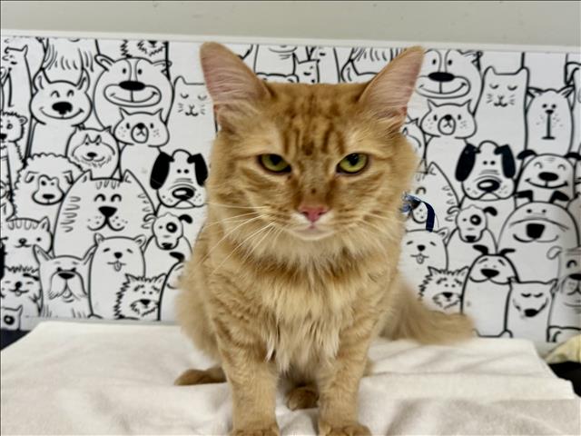 Garfield