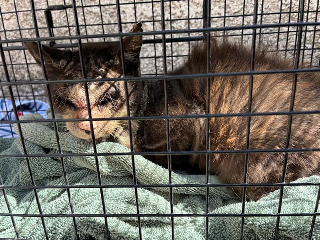 Adoptable Cat