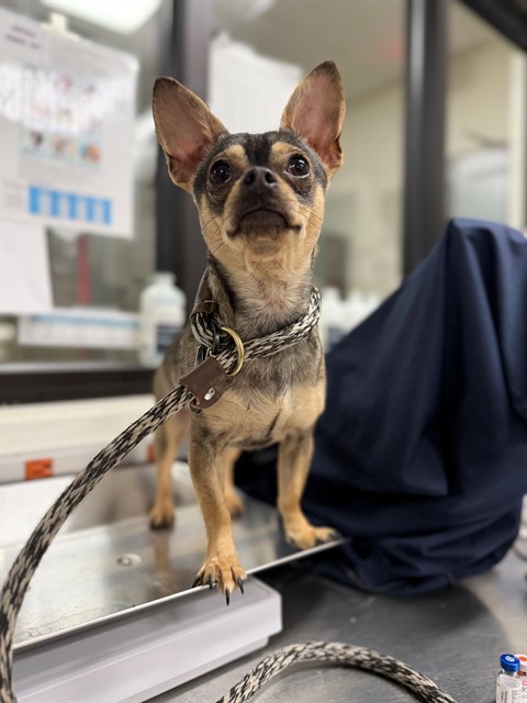 Adoptable Dog