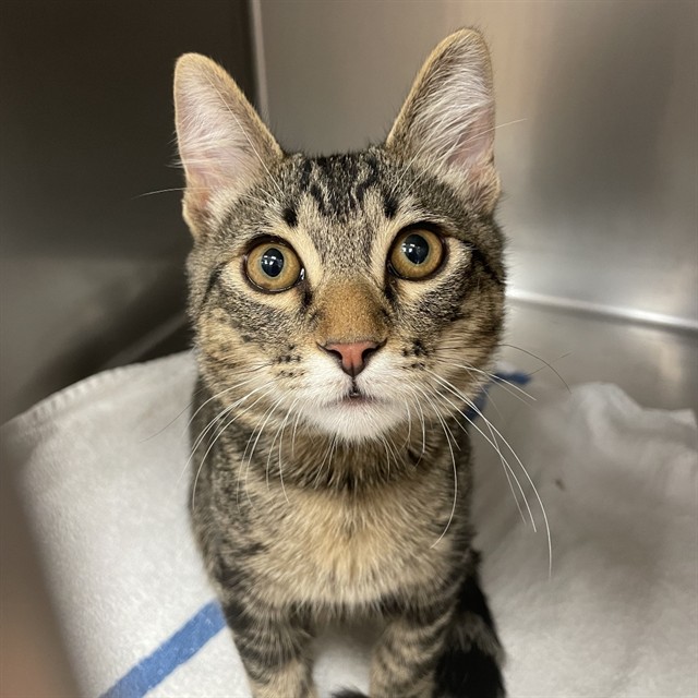 Adoptable Cat