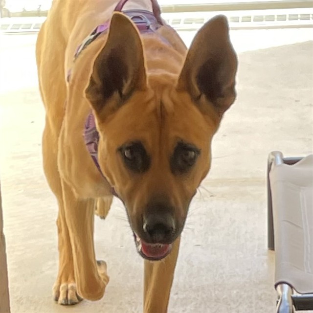 Adoptable Dog