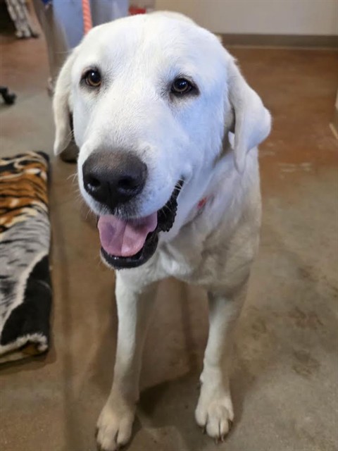 Adoptable Dog
