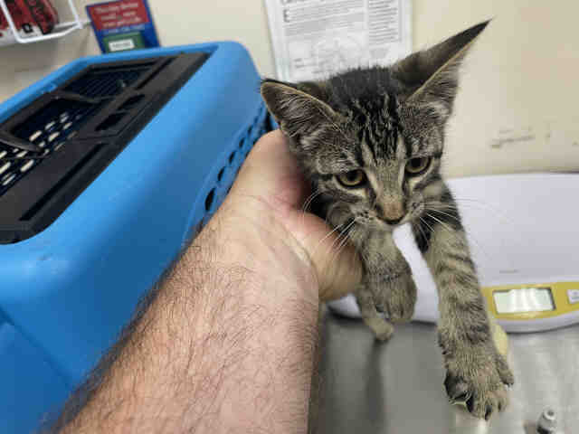 Adoptable Cat