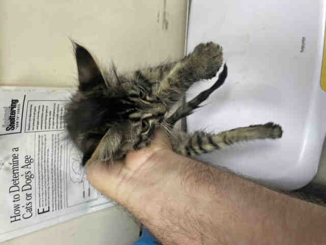 Adoptable Cat