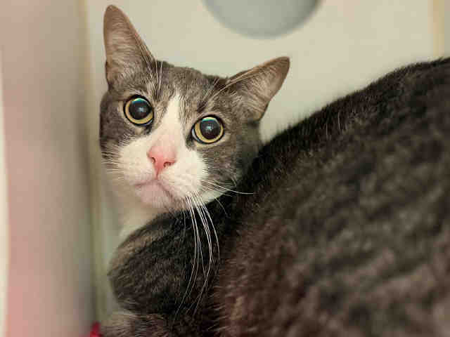Adoptable Cat