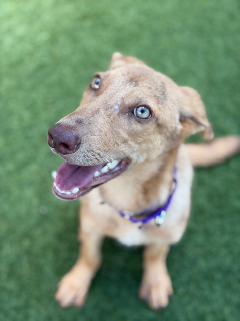 Saylor