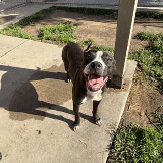 Adoptable Dog