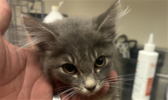Adoptable Cat