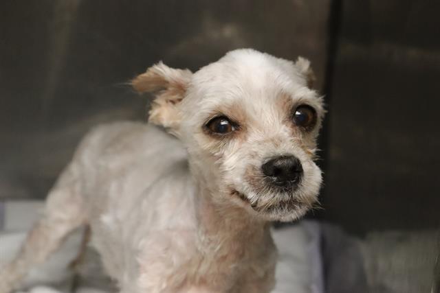 Scrappy