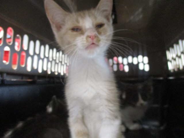 Adoptable Cat