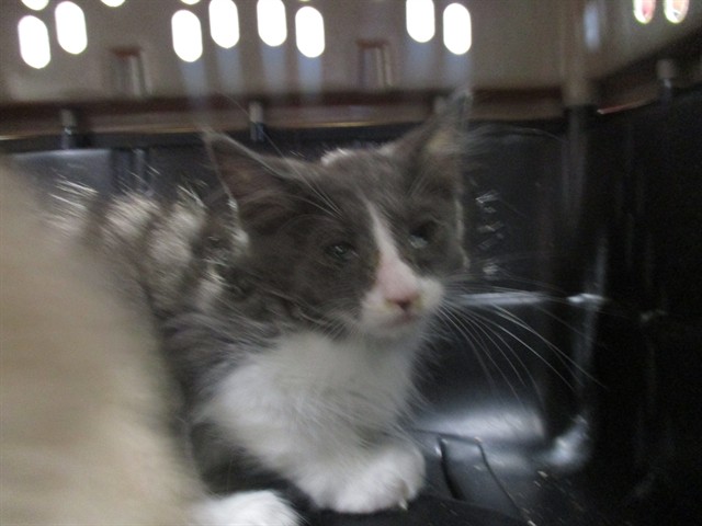 Adoptable Cat