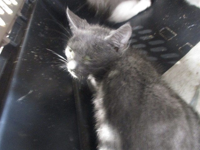Adoptable Cat