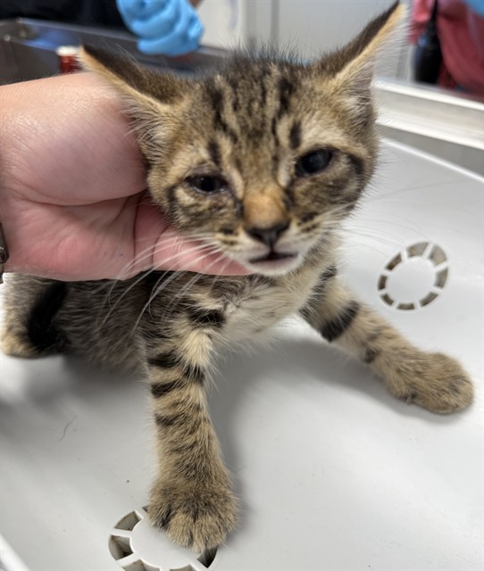 Adoptable Cat