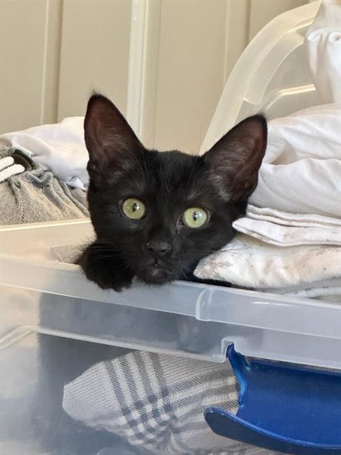 Acorn - In Foster