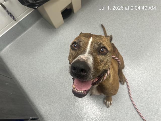 Adoptable Dog