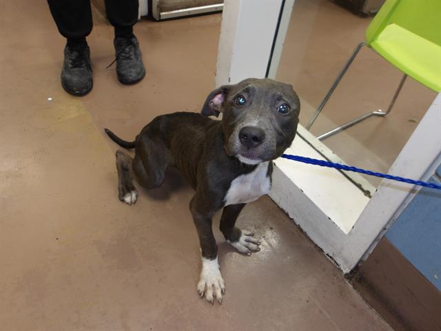 Adoptable Dog