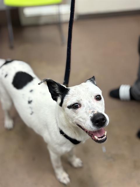 Adoptable Dog