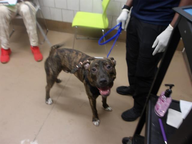 Adoptable Dog