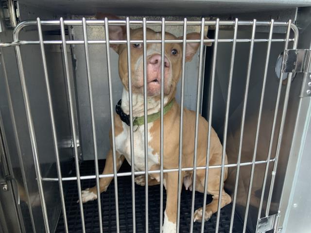 Adoptable Dog