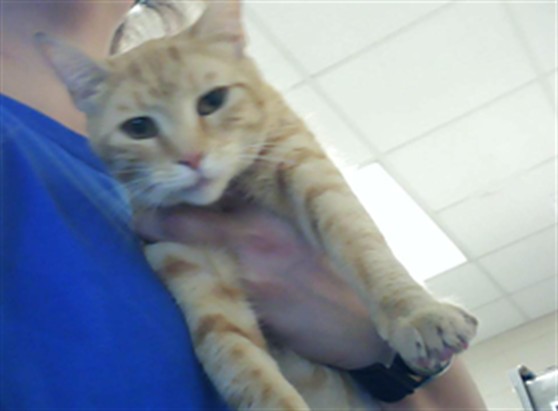 Adoptable Cat
