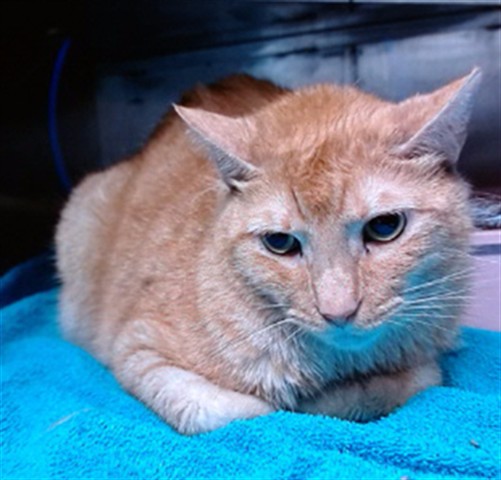 Garfield