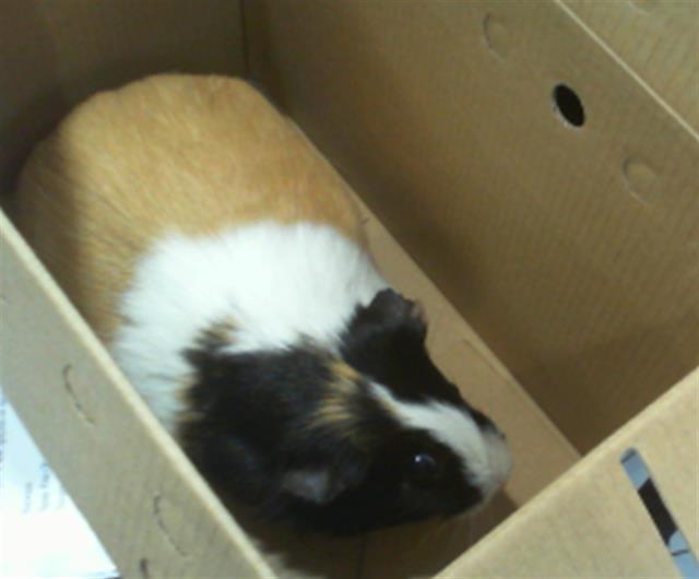 Adoptable Other