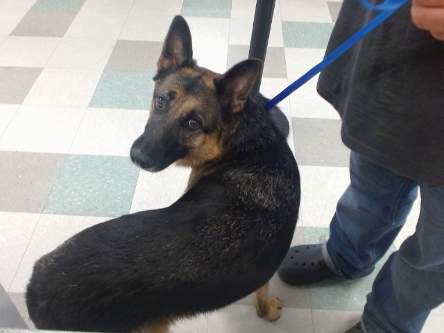 Adoptable Dog