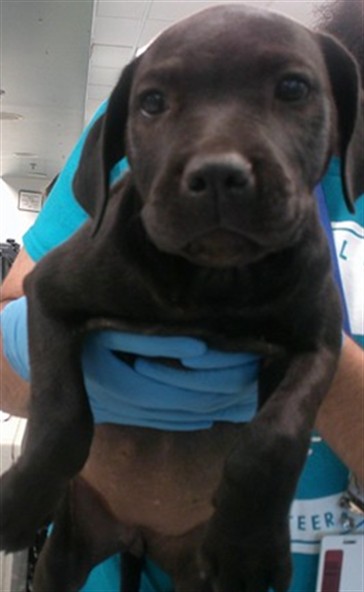 Adoptable Dog