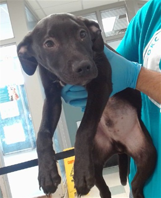 Adoptable Dog