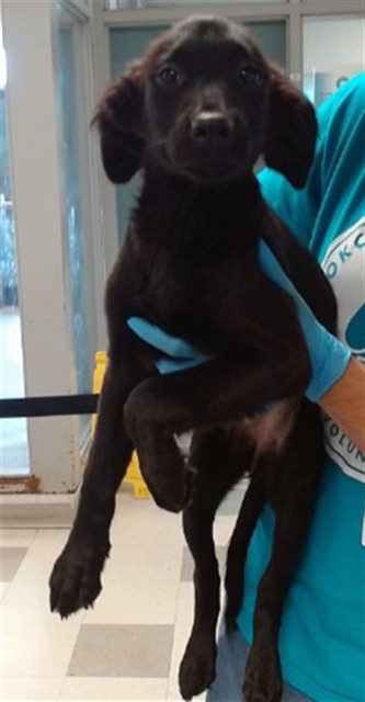Adoptable Dog