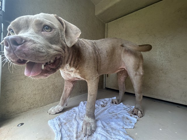 Adoptable Dog