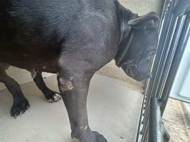 Adoptable Dog