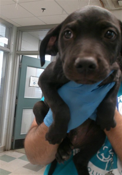 Adoptable Dog